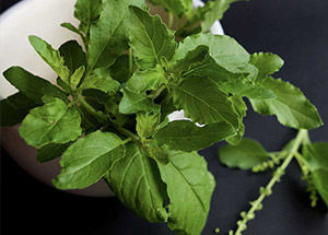 Do you know the Health Benefits of Indian Tulsi?