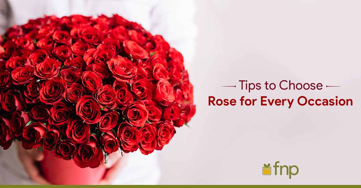 Tips to Choose Rose