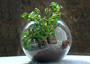 5 Plants That Grow Well in Terrariums