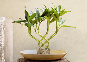 How To Care For A Lucky Bamboo Plant