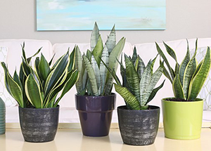 Do You Know About Snake Plant Benefits