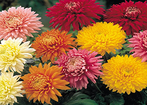 What Are The Various Types of Chrysanthemums?