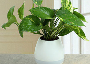 Interesting Things to Know About Money Plant Placement