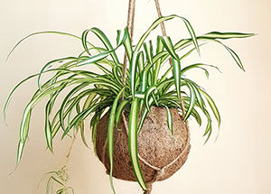 Myths About Spider Plants