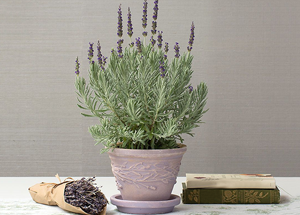 What are the Health Benefits of Lavender?