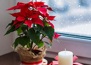 christmas special houseplants