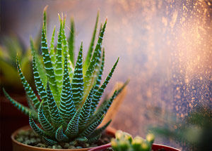 Ways to Detox the Air in your House with Houseplants