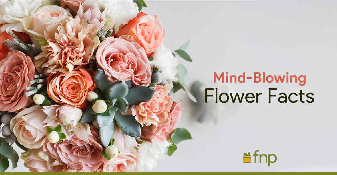 Mind Blowing Flower Facts