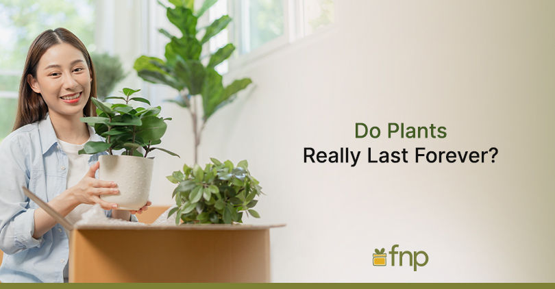 do plants really last forever