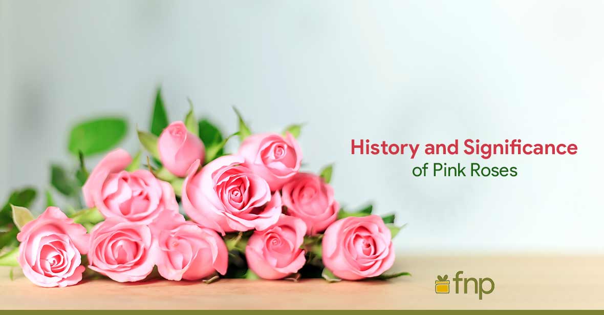 pink roses history