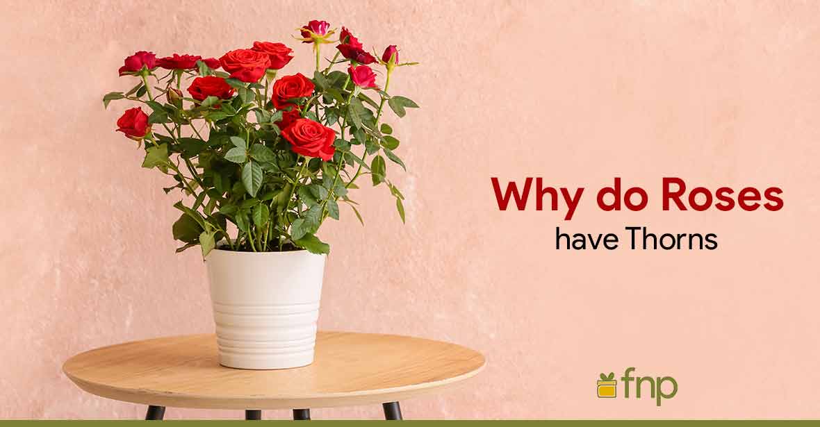 why roses develop thorns