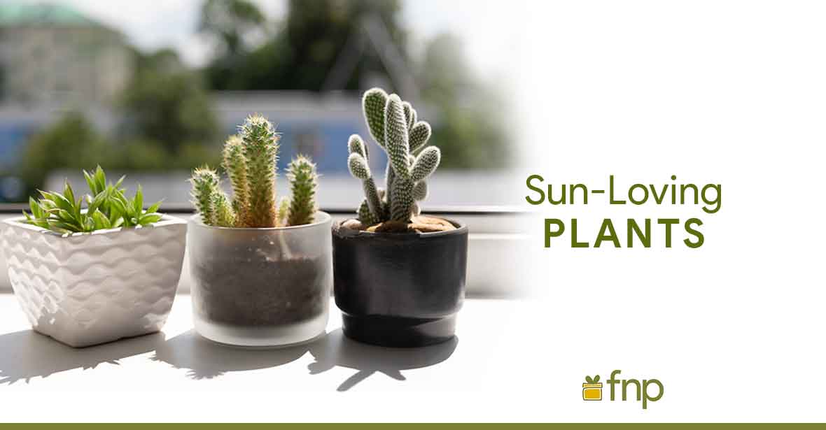 Sun-Loving Plants