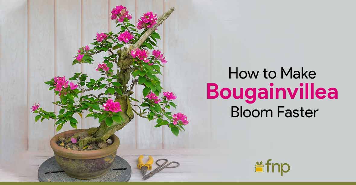 make Bougainvillea bloom faster