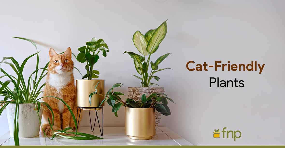 houseplants that are cat-friendly