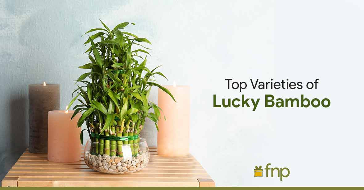 Lucky Bamboo Varieties