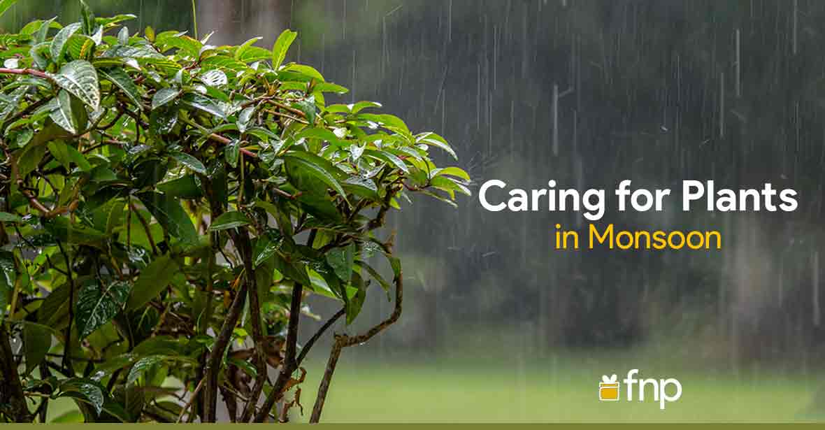 tips for plant care in rainy season