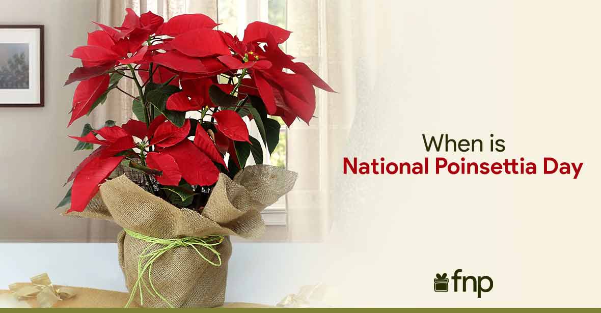 everything about national poinsettia day
