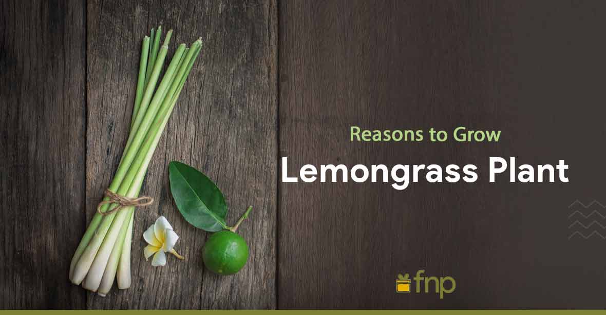 Growing Lemongrass Plant