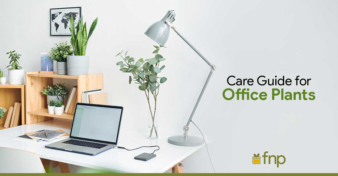 care for your office plants