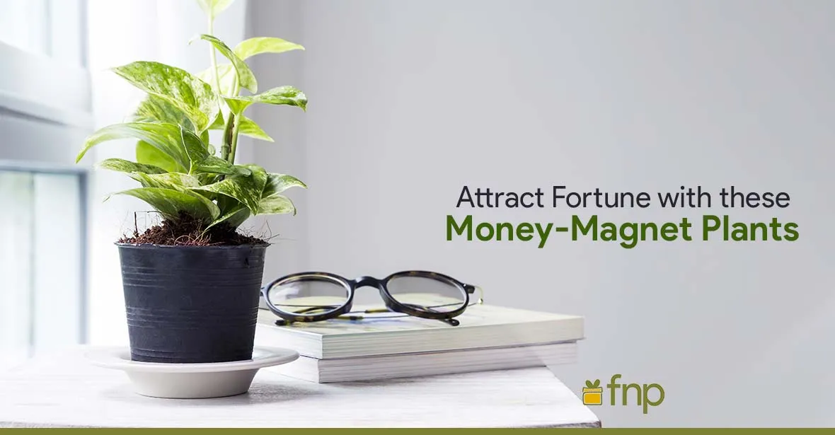 plants that attract good fortune & money