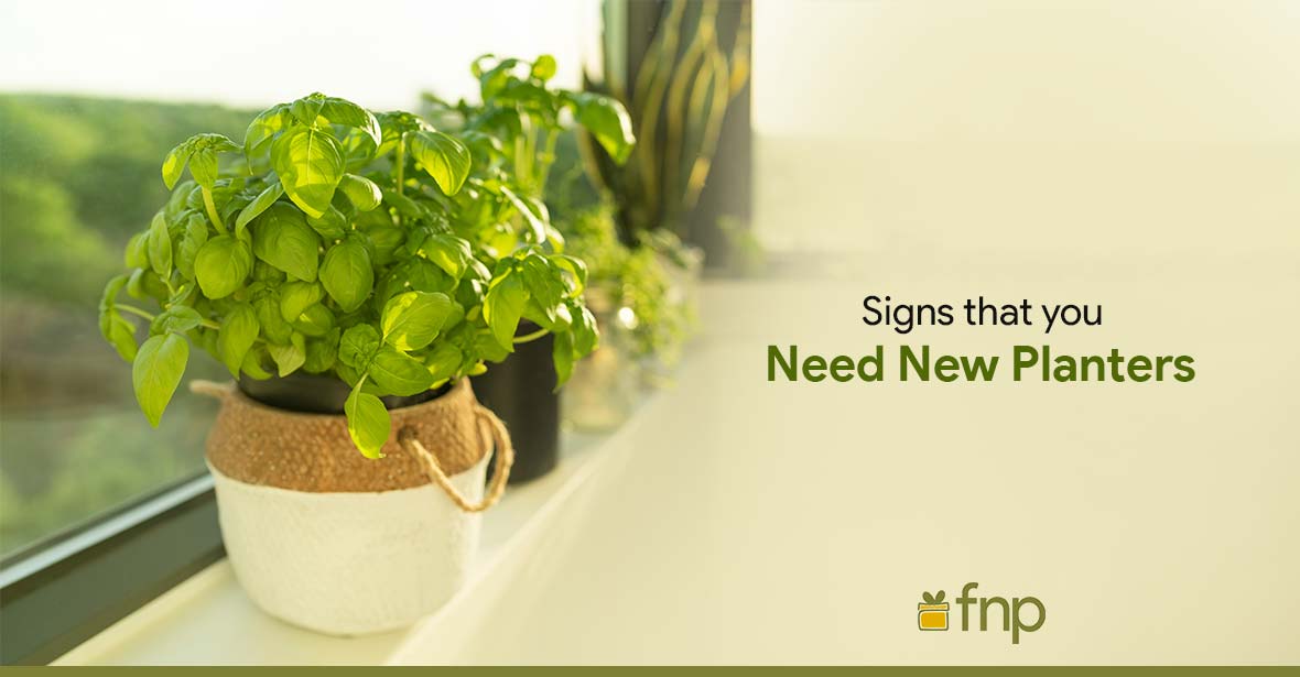 signs that you need fresh plant pots