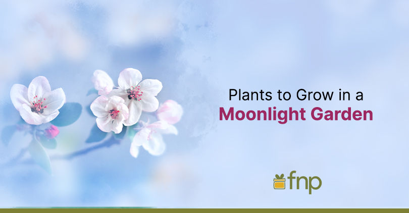 plants that grow in moonlight
