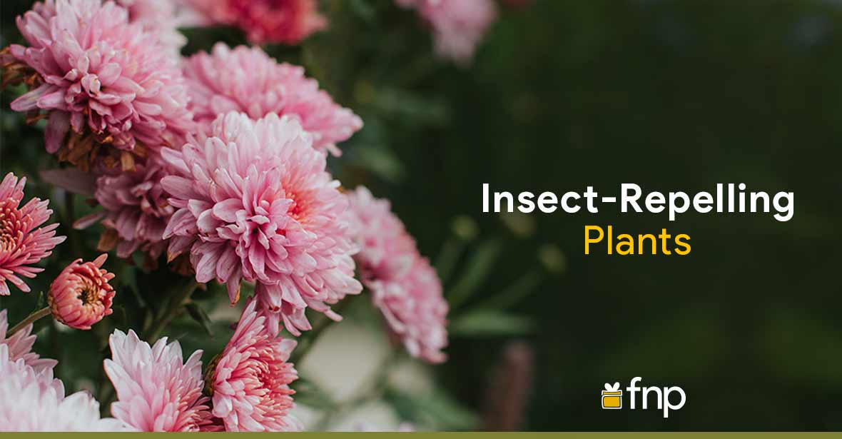 Plants That Repel insects