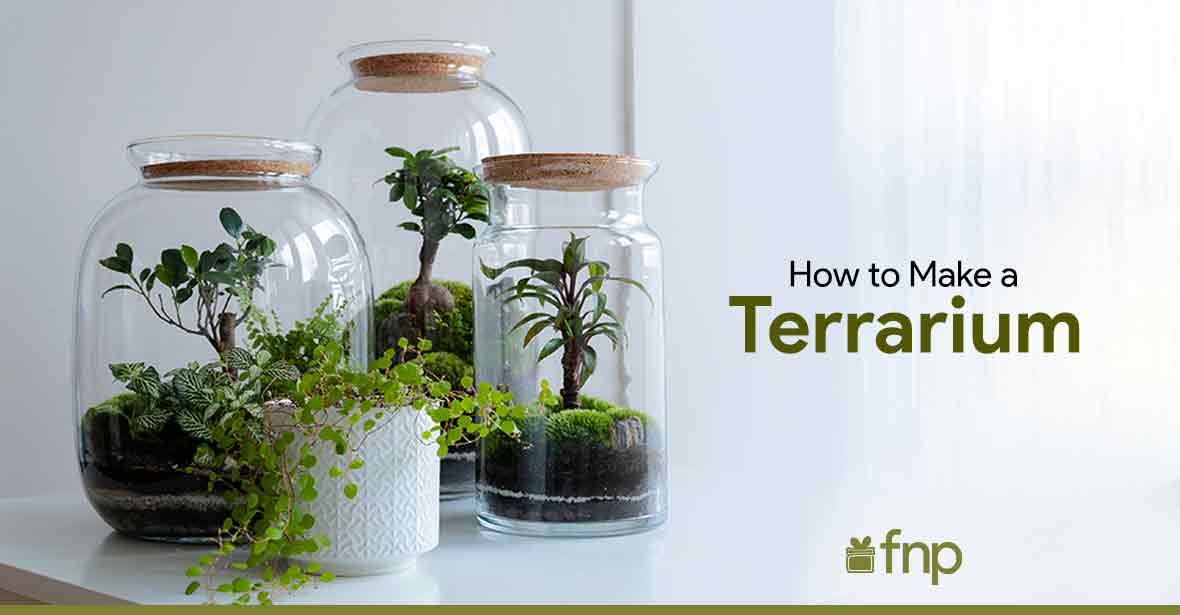 guide for building terrarium