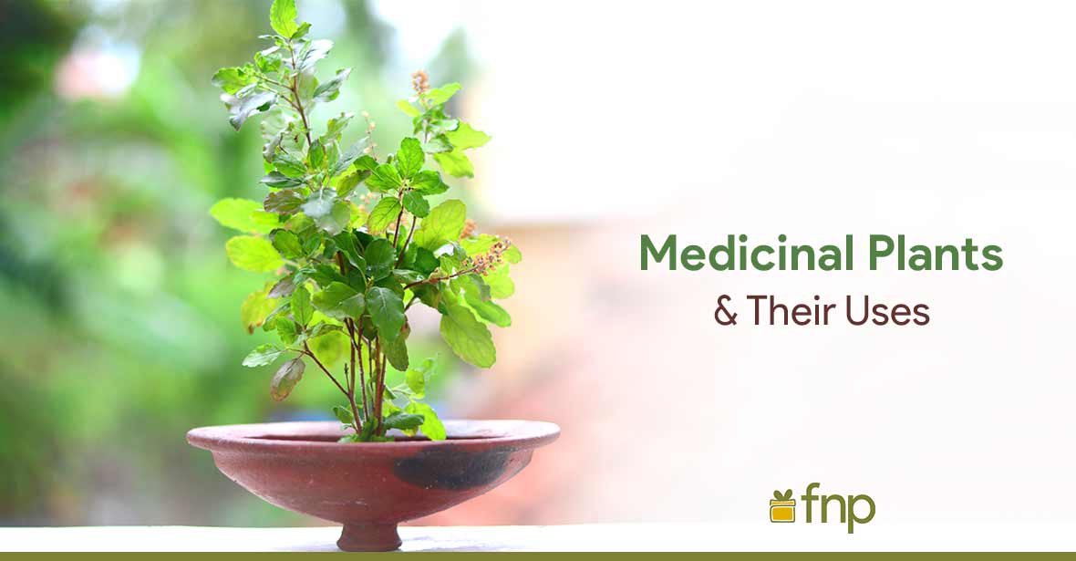 best medicinal plants for home