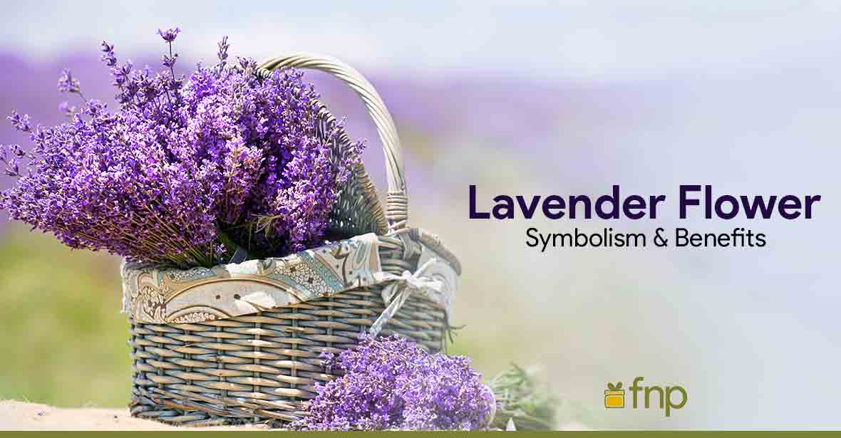 meaning & benefits of lavender flower