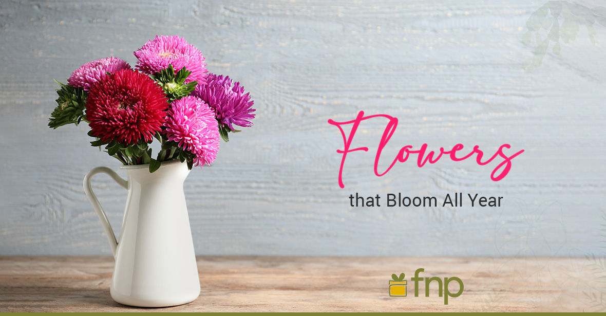 Top 6 Flowers That Bloom All Year Long