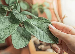 How to Identify and Get Rid of Common Houseplant Pests