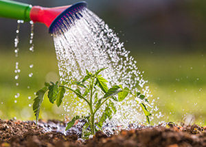 5 Watering Tips for Happy, Healthy Plants