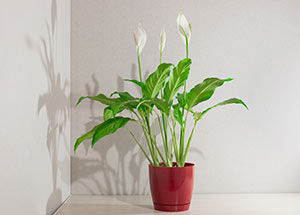 5 Easy-to-Grow Indoor Flowering Plants