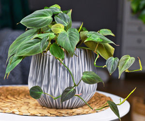 Pothos and philodendron plant