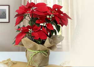 about national poinsettia day