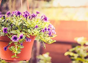 7 Amazing Climbing Flowering Plants for Indian Gardens