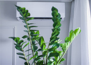 Is Air Conditioning Bad for Plants?