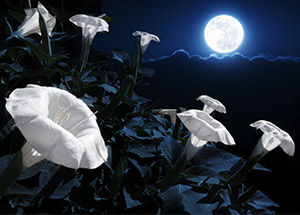 Top 6 Flowers That Bloom at Night