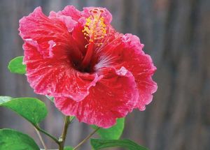 What are the Health & Nutritional Benefits of Hibiscus Flower?