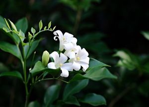 Why Don't you Introduce your Garden to These Jasmine Flowers?
