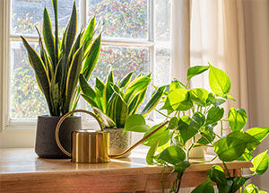 How to Keep your Plants Healthy and Disease-Free?