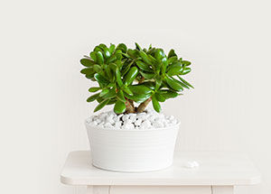 Know About these Popular Jade Plants for Home and Office