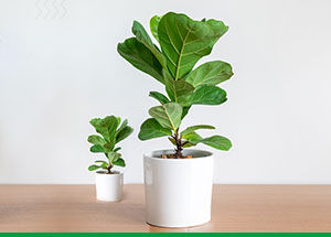 How Pet Friendly are Fiddle Leaf Figs?