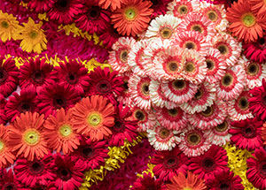 Things to do at the Sikkim International Flower Festival