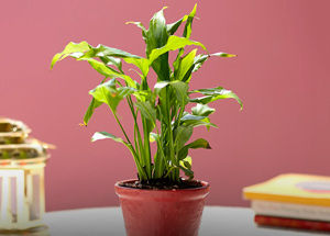 Things to Know About Peace Lily Plant
