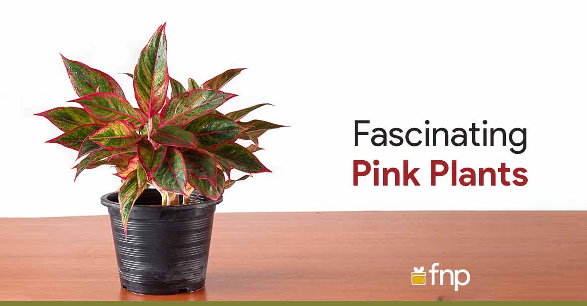 Fascinating Pink Plants