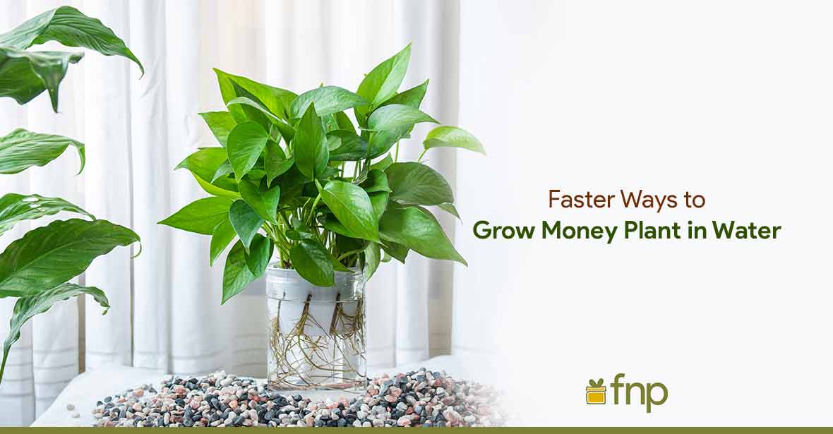 Growing Money Plant