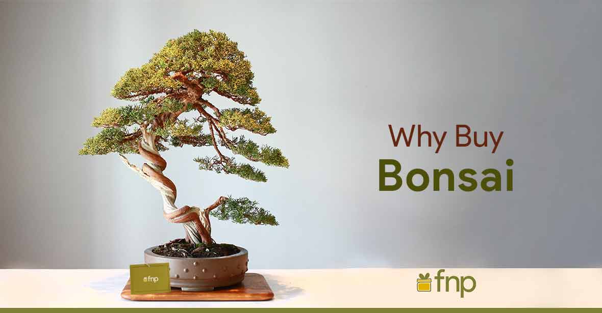 Buy Bonsai Plants Online