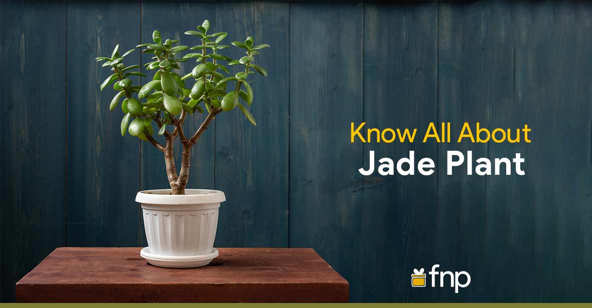 All About Jade Plant